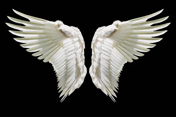 Internal white wing plumage — Stock Photo, Image
