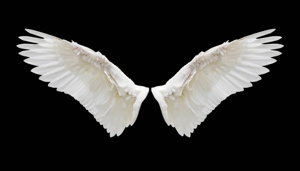 İç beyaz kanat tüyleri