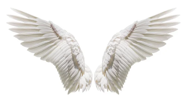 Naturalny biały skrzydło upierzenie — Zdjęcie stockowe