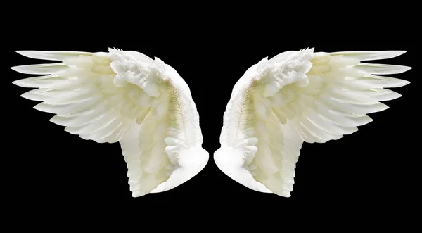 Plumaje interno del ala blanca — Foto de Stock