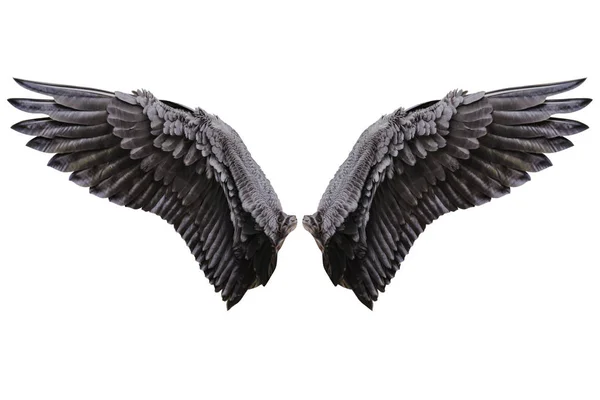 Melek kanatları, doğal siyah kanat tüyleri