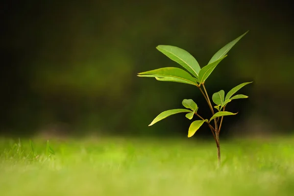 Jonge plant op natuur achtergrond — Stockfoto