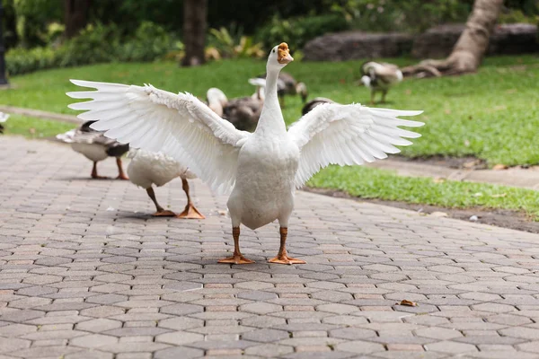 Gansos no jardim — Fotografia de Stock