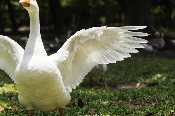 Ganzen in de tuin — Stockfoto