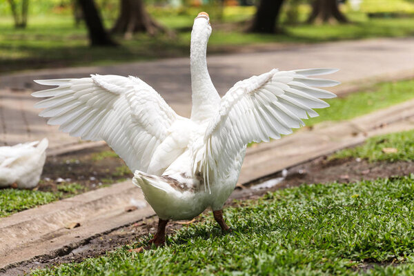 Geese in the garden