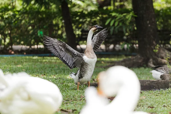 Gansos no jardim — Fotografia de Stock