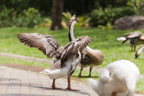 Gansos no jardim — Fotografia de Stock