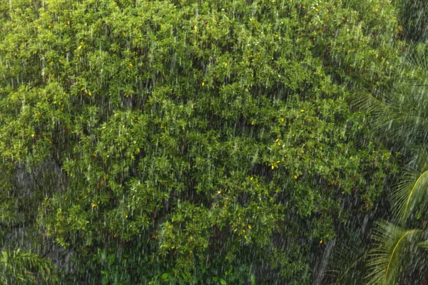 Дожди в тропических лесах в сезон дождей — стоковое фото