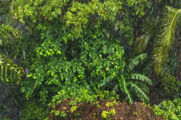 Lluvia en el bosque tropical en la estación lluviosa — Foto de Stock