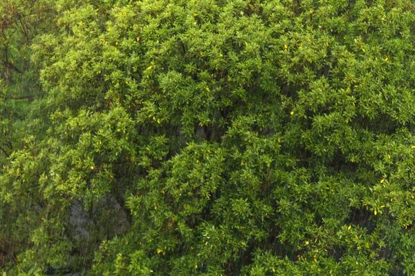 Rain in tropical forest in the rainy season