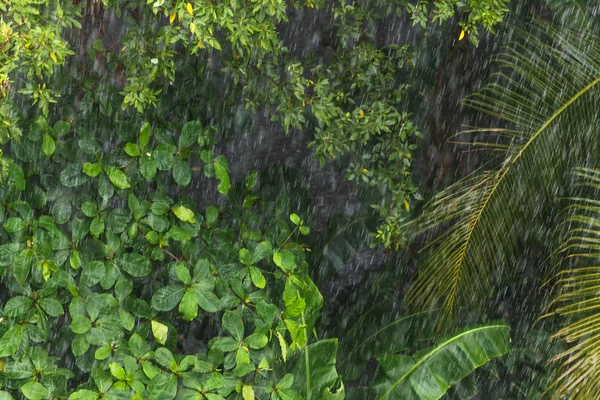 Rain in tropical forest in the rainy season — Stock Photo, Image