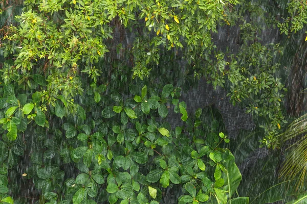 Pioggia nella foresta tropicale nella stagione delle piogge — Foto Stock