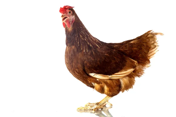 Brown hen in the studio — Stock Photo, Image