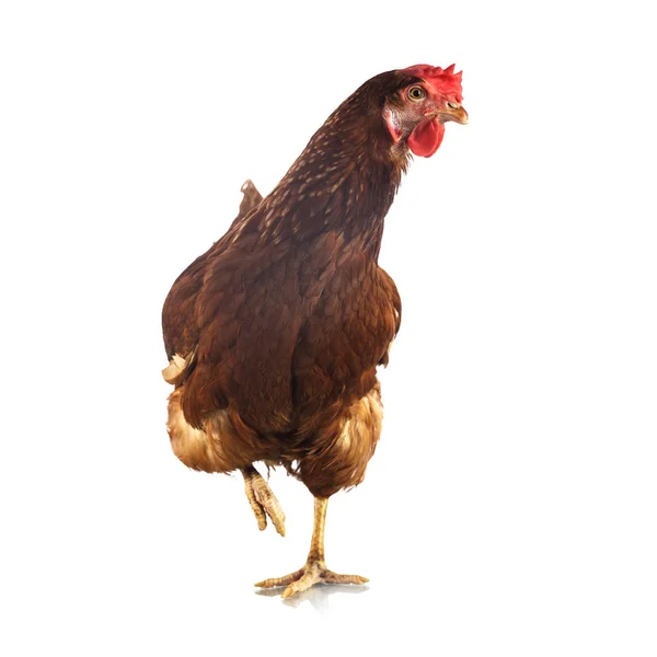 Brown hen in the studio — Stock Photo, Image