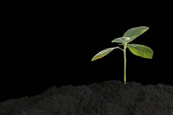 Groeiende jonge plant in de ochtendzon op zwarte achtergrond — Stockfoto