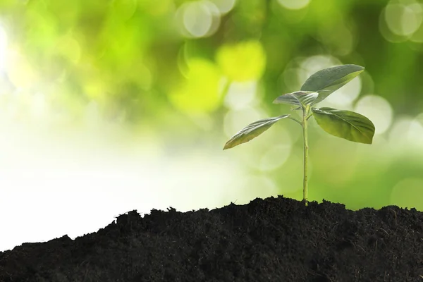 Groeiende jonge plant in de ochtendzon op natuur achtergrond — Stockfoto