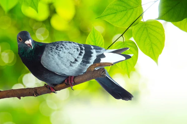 Серый голубь на ветке дерева — стоковое фото