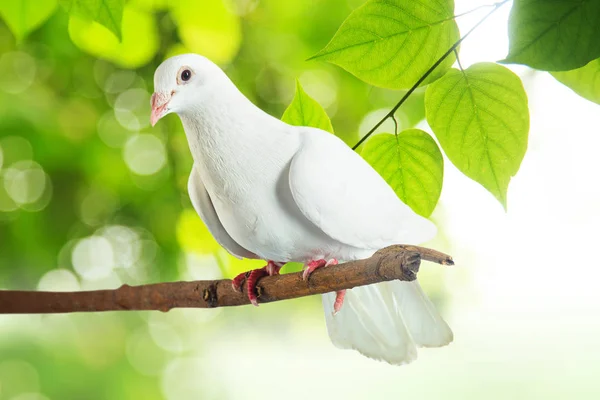 Ağaç dalı, beyaz güvercin — Stok fotoğraf