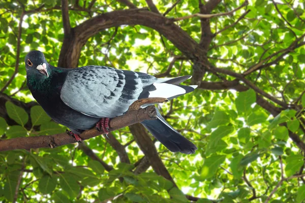 Paloma gris en rama de árbol — Foto de Stock