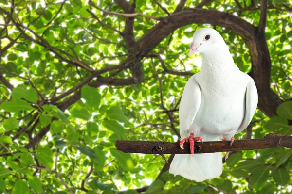 Paloma blanca en rama de árbol — Foto de Stock