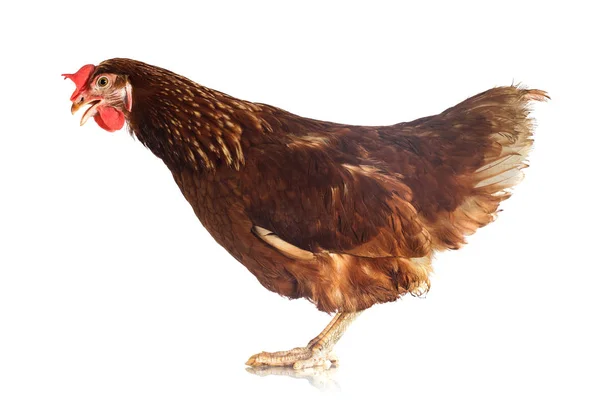 Brown hen on a white background — Stock Photo, Image