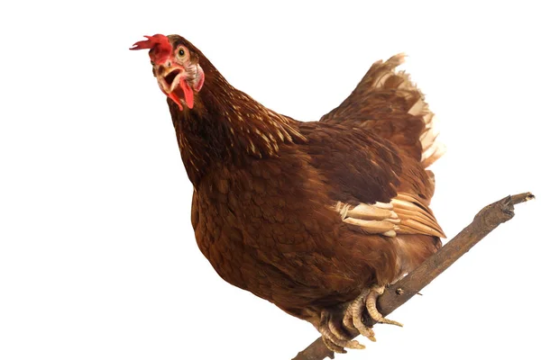 Brown hen on a white background — Stock Photo, Image