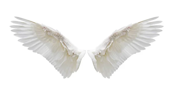 Internal white wing plumage — Stock Photo, Image