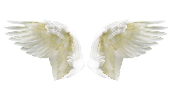 Internal white wing plumage — Stock Photo, Image