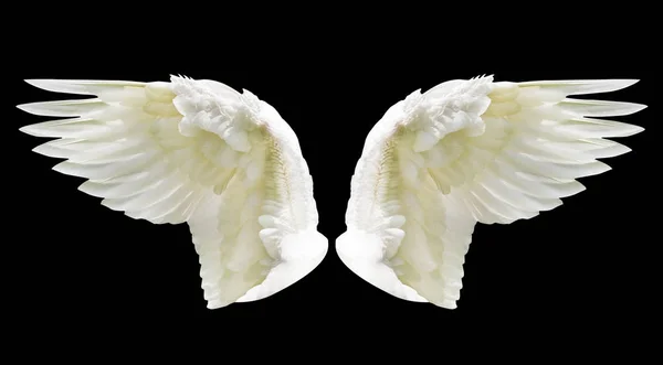 Internal white wing plumage — Stock Photo, Image