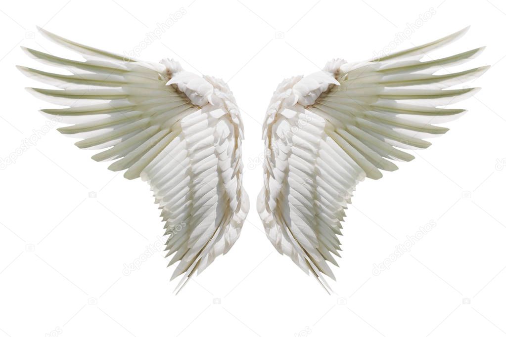 Internal white wing plumage