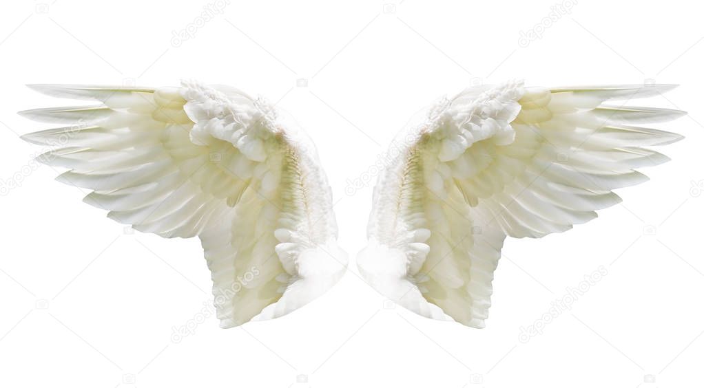 Internal white wing plumage