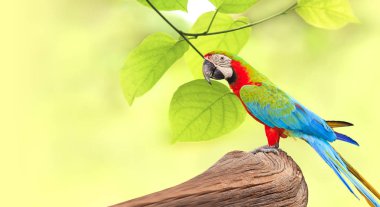 Ağaç dalı sabah güneş ışığı altında doğa üzerinde renkli Amerika papağanı kuşa