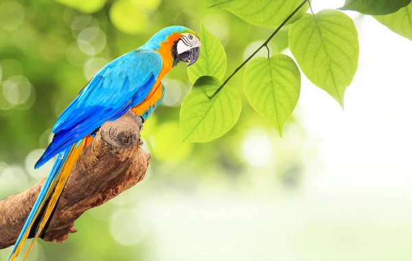 Pássaro de arara colorido no ramo de árvore na luz solar de manhã na natureza — Fotografia de Stock