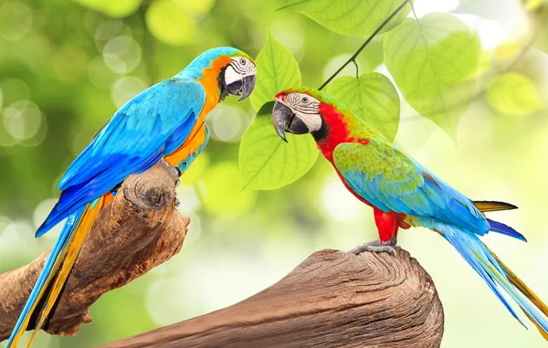 Цветные птицы ара на ветке деревьев в утреннем солнечном свете на природе — стоковое фото