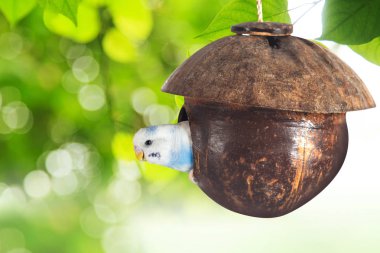 ağaç dalı, küçük muhabbet kuşu