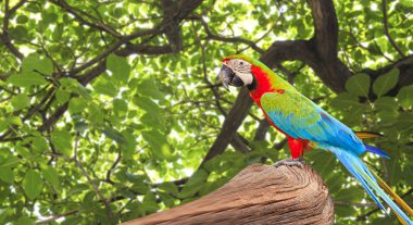 Ağaç dalı sabah güneş ışığı altında doğa üzerinde renkli Amerika papağanı kuşa