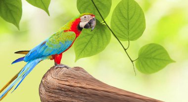 Ağaç dalı sabah güneş ışığı altında doğa üzerinde renkli Amerika papağanı kuşa