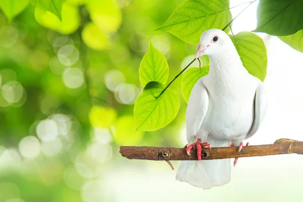 Paloma blanca en rama de árbol — Foto de Stock