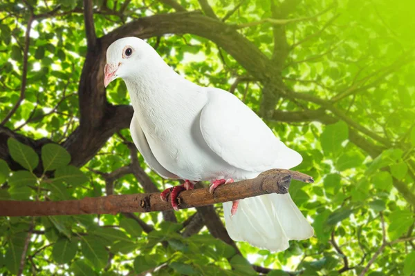 Piccione bianco al ramo dell'albero — Foto Stock