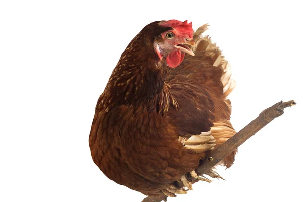 Brown hen on a white background — Stock Photo, Image