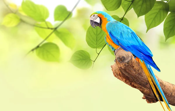 Kleurrijke Macaw vogel op de vertakking van de beslissingsstructuur in de ochtendzon op aard — Stockfoto