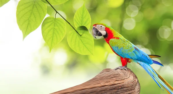 自然に朝の日差しで木の枝にカラフルなコンゴウインコの鳥 — ストック写真