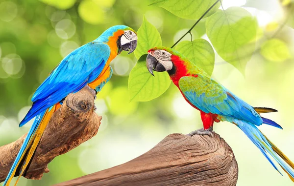 นก Macaw ที่มีสีสันที่กิ่งไม้ในแสงแดดตอนเช้าบนธรรมชาติ — ภาพถ่ายสต็อก