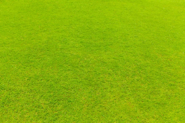 Aerial view of Natural green grass texture, Aerial view of park