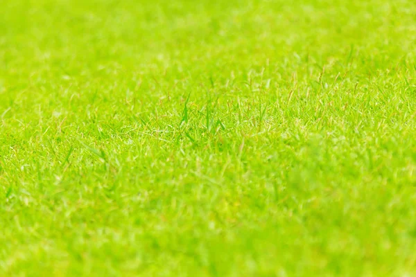 自然の緑の草テクスチャ、公園の空撮空撮 — ストック写真