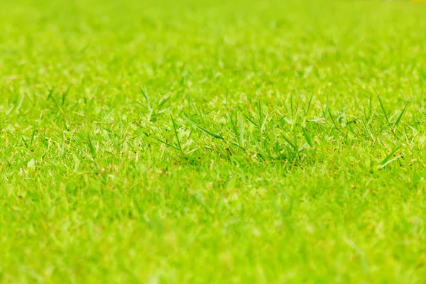自然の緑の草テクスチャ、公園の空撮空撮 — ストック写真