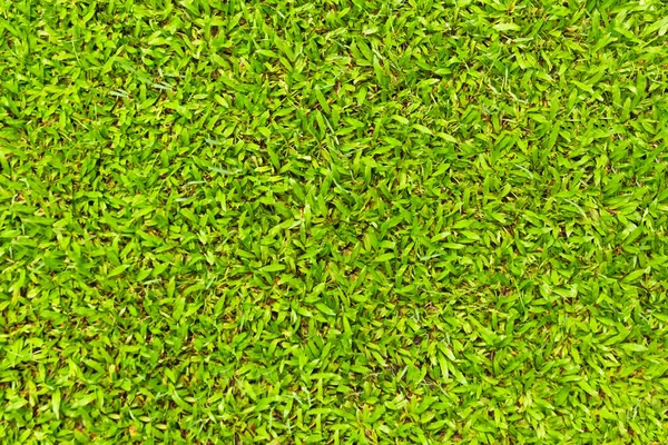 Üstten Görünüm doğal yeşil çim doku, Park havadan görünümü — Stok fotoğraf