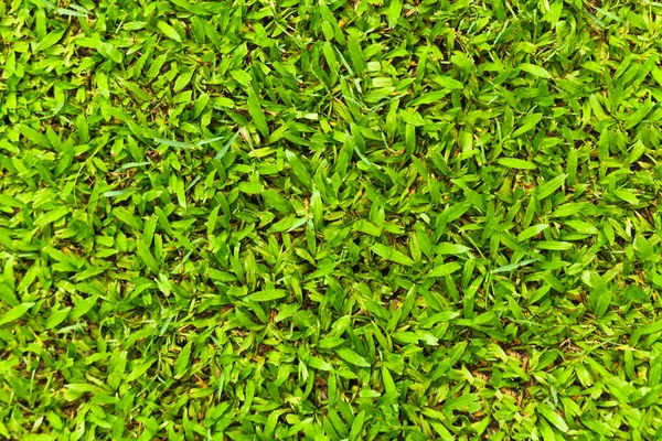 Top view of Natural green grass texture, Aerial view of park — Stock Photo, Image