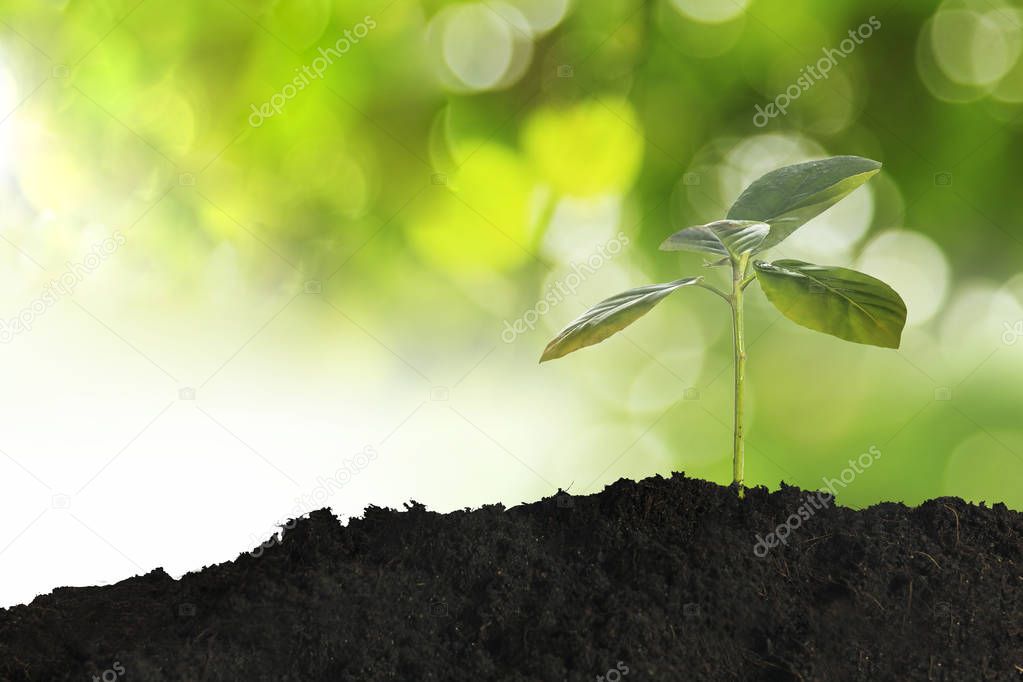 Growing young plant in morning sunlight on nature background