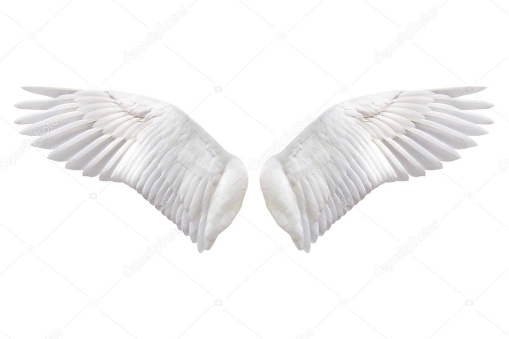 Angel wings, Natural white wing plumage with clipping part